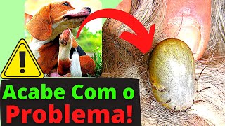 DICA REMEDIO CASEIRO PARA CARRAPATO DE CACHORRO Ep 2 [upl. by Nnylatsirk]