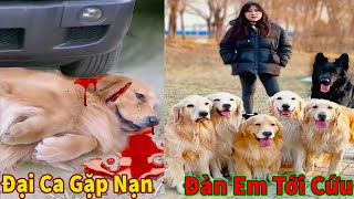 Thú Cưng TV  Trứng Vàng và Trứng Bạc 10  Chó Golden Gâu Đần thông minh vui nhộn  Pets smart dog [upl. by Anoi]