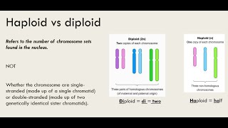 Haploid vs Diploid [upl. by Essirehc375]