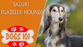 Dogs 101  Saluki  Top Dog Facts About the Saluki [upl. by Ailima297]