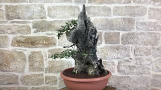 Bonsai Yamadori di Olivastro 151  Pollice Verde Store [upl. by Jacynth]