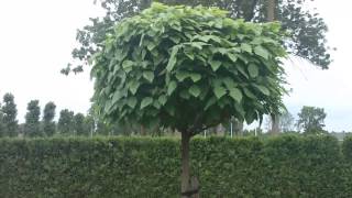 Catalpa snoeien Catalpa snoeien Klik hier en ontdek hoe jij je Catalpa het beste kunt snoeien [upl. by Winebaum]