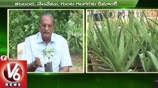 Sagubadi  Special Focus on Ayurvedic Medicinal Plants Cultivation l V6 News [upl. by Ydahs]