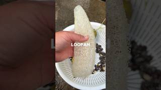 Loofah Sponge [upl. by Asiar]