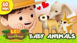 🍼 BABY Animals 🍼 Sloth Fennec Fox amp More  Leo the Wildlife Ranger  Learn Animals  Kids Cartoons [upl. by Aninay]