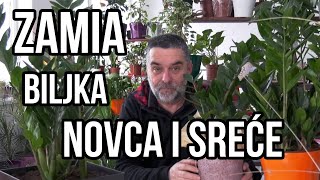 Zamia biljka novca i sreće [upl. by Kassia917]