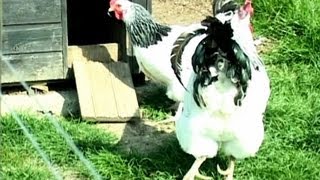 Chook Chook Chook [upl. by Dweck]