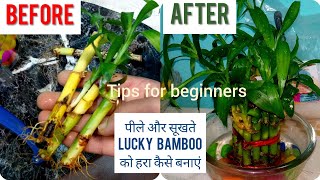 Saving Lucky Bamboo  Lucky Bamboo Plant Care  How to save Or Revive a Dying Lucky Bamboo Plant [upl. by Netsruk63]