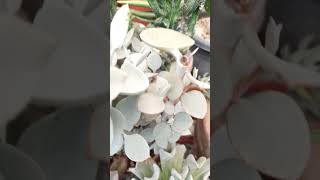 Kalanchoe Bracteata Silverspoon succulent plant succulents plants cactus homegarden hack [upl. by Viking288]