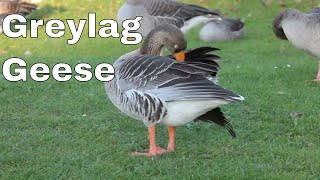 Greylag geese  fun facts about the greylag goose [upl. by Libbi935]