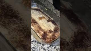 كيكة نسكافي خفيفة وبنينة ديروها الكوتي مع قهيوة كتجي راءعة جربوها ♥️♥️shortvideo food وصفات [upl. by Nylsej445]