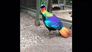 Himalayan Monal Pheasant dancing during courtship display [upl. by Nortad]