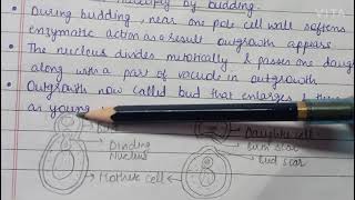 SACCHAROMYCES BSc 1st year classificationlife cycle reproduction [upl. by Morganica]