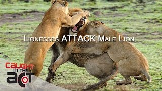 Lionesses Fight Off Intruder Male Lion ⚡🦁 RAW amp REAL CITA [upl. by Patt]