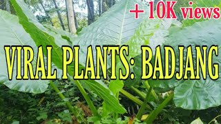 TRENDING ONLINE quotBADJANGquot VERY EXPENSIVE PLANT  OFW RAKETERO 32 [upl. by Cordelie]