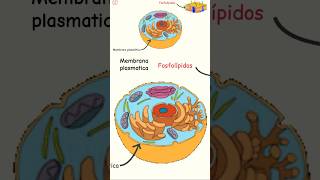 Membrana plasmatica biologiacelular biologiayecologia [upl. by Allekim]