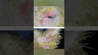 5 COMMON DISEASES IN GOATS\SHEEPS goat goatknowledgegoatinformation [upl. by Obrien590]