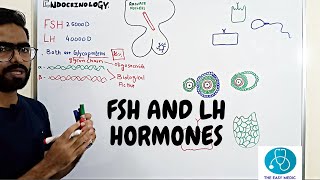 FOLLICULAR STIMULATING HORMONE AND LUTEINIZING HORMONE FSH AND LH IN HindiUrdu  BIOCHEMISTRY [upl. by Ahswat]