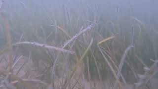 Eelgrass Habitat Survey With Moderate Visibility [upl. by Hploda266]