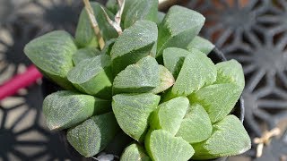 Haworthia Facts And Identifications [upl. by Caravette]