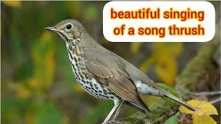 beautiful singing of a song thrush [upl. by Cirded90]