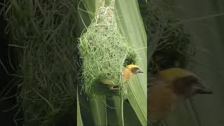 Baya weaver bird builds nest in Cambodia 214 [upl. by Aney524]