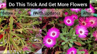 How to get more Flower BudsDeadheadingmesembryanthemumIce PlantSummer Care Tips With Updates [upl. by Chatterjee797]