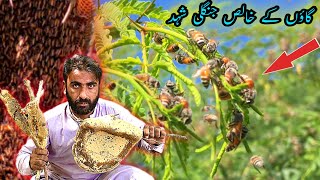 Honey Catching In The Village Forest گاؤں کے خالص شہد [upl. by Sherwin]