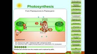 Photosynthesis part 5 From Plastoquinone to Plastocyanin [upl. by Annaigroeg203]