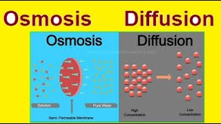 Diffusion vs Osmosis  Simple Explanation  2024 [upl. by Leunad]