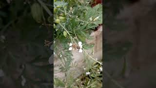 Honey Bee Foraging on Radish Flowers [upl. by Ieppet]