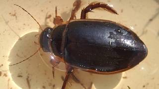 Group 21 Water Beetles adults and larvae Dytiscus marginalis adult male Great Diving Beetle [upl. by Novla]