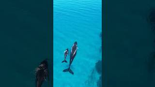 Watching whales swim through the bay whales australia fyp drone nature whalewatching [upl. by Mauceri931]