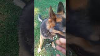 funny guardog stitch yourdog germanshepherd pooping yourpet voiceeffects dogcommunication [upl. by Ignazio]