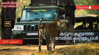 Kabini wildlife safari 4K  Spotted 6 tigers Tiger cubs Nagarhole Karnataka India [upl. by Odranoel]