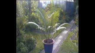 Cycad flush  Cycas Circinalis [upl. by Aiyt]