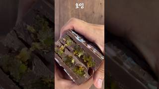 쉽고 빠르게 만드는 두바이 초콜릿dubai Chocolate [upl. by Nussbaum]