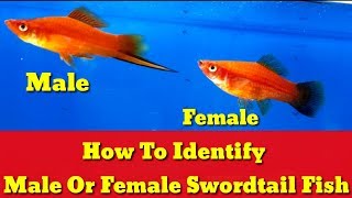 How To Identify Male Or Female Swordtail Fish [upl. by Eellac372]