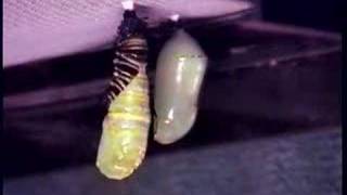 Monarch Caterpillar to Chrysalis Timelapse [upl. by Morrissey]