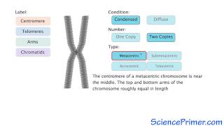 Eukaryotic Chromosome Structure Overview [upl. by Madelina113]