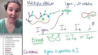 Non mendelian inheritance 7 Epistasis [upl. by Ardnatal]