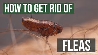 How to Get Rid of House Flies 4 Simple Steps [upl. by Nohsyt]