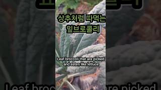 상추처럼 따먹는 잎브로콜리 Leaf broccoli that are picked and eaten like lettuce 브로콜리 잎브로콜리 broccoli [upl. by Ebarta283]