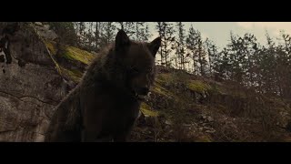 We Own The Night Wolves MV [upl. by Joost]