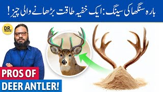 Barasingha Ki Singh Ke FaydeIstemal  Deer Antler Velvet Powder  Dr Ibrahim [upl. by Randy]