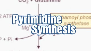 Pyrimidine Synthesis Denovo synthesis of Pyrimidine Pyrimidine Biosynthesis Pyrimidine Metabolism [upl. by Tuinenga644]