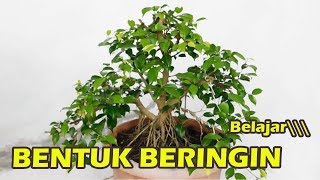 MEMBENTUK BAHAN BONSAI BERINGIN BENJAMINA PEMULA [upl. by Ellenwahs]