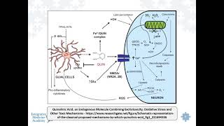 Quinolinic AcidWhat Is It and Consequences of Elevated Levels [upl. by Nerahs]