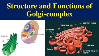 Golgi Complex  Golgi Apparatus  Golgi Body  structure of Golgi complex [upl. by Georgina688]