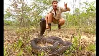 Africas Deadliest Snakes Part 1 [upl. by Dorette660]